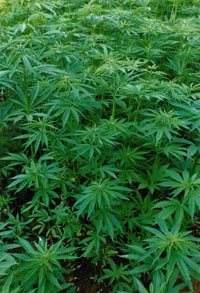 marihuana peru TC ampara a joven expulsado por fumar marihuana de universidad.