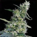 arjan ultra haze