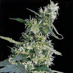 Arjan’s Ultra Haze #1 : Sabor a Psicodelia