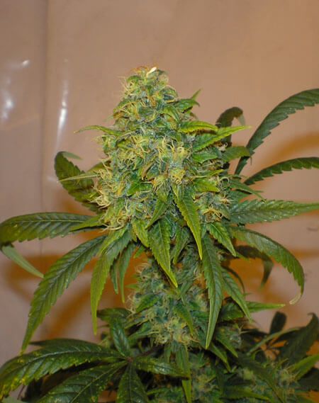 Mighty Mite Cultiva de manera autom�tica, semillas de autofloraci�n, su historia.
