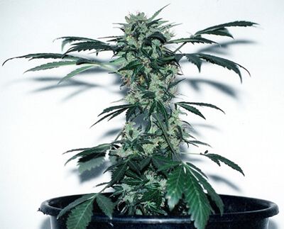 lowryder marijuana Cultiva de manera autom�tica, semillas de autofloraci�n, su historia.