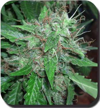 white dwarf 2 Cultiva de manera autom�tica, semillas de autofloraci�n, su historia.