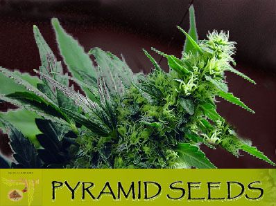 auto_pyr auto pyr1 Pyramid Seeds semillas feminizadas