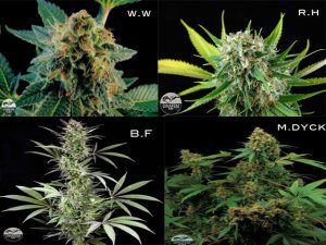 Dinafem Seeds