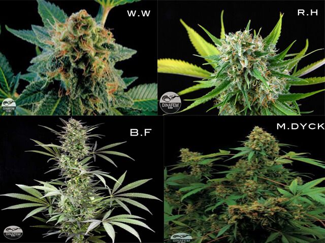 dinafem montage 2 dinafem montage 2 Dinafem Seeds | Bancos de semillas de marihuana