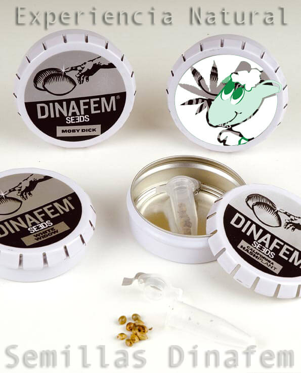 Semillas Marihuana Dinafem feminizadas experiencia natural dinafem Dinafem Seeds | Bancos de semillas de marihuana