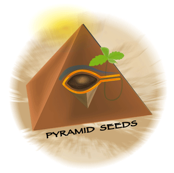 logopyramid logopyramid Pyramid Seeds semillas feminizadas