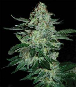 tutan tutan 262x300 Pyramid Seeds semillas feminizadas