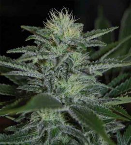 white widow white widow 271x300 Pyramid Seeds semillas feminizadas