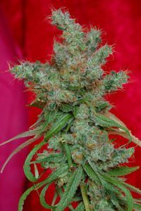 NEXUS1 200x300 Eva Seeds: La delicia ibérica