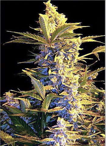 ak-47xLowryder ak 47xLowryder Easy Ryder, una mezcla muy especial : Auto AK47 x Lowryder