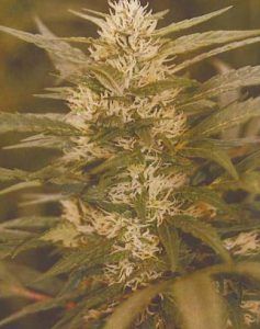 gnomo 237x300 Gnomo y Flash automáticos de Kannabia Seeds