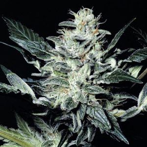 Sensi Star de Paradise Seeds: Un viaje al centro de la mente