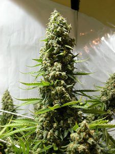 White Russian feminizada de Serious Seeds