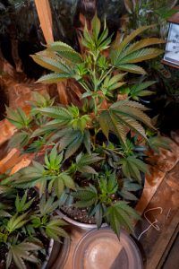 Shiva Skunk de Sensi Seeds, merece mucho respeto.