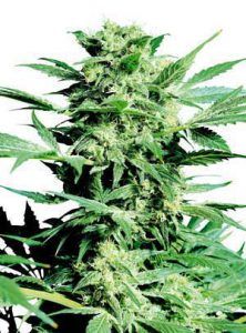 shiva skunk regular 222x300 Shiva Skunk de Sensi Seeds, merece mucho respeto.
