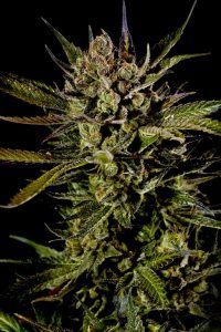 Cheese 00 200x300 Cheese | Dinafem Seeds