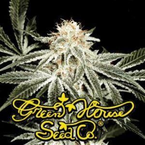 Greenhouse Seeds