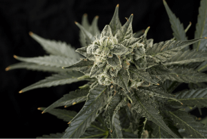 Roadrunner #2 | Dinafem Seeds