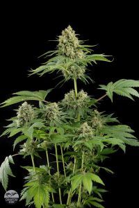 Moby dick 00 200x300 MobyDick #2  | Dinafem Seeds