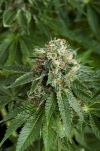 White Siberian | Dinafem Seeds