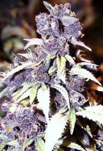 Blueberry ® de Dutch Passion