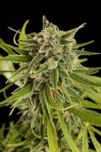 Sweet Deep Grapefruit | Dinafem Seeds