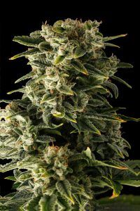 Haze Automatic | Dinafem Seeds