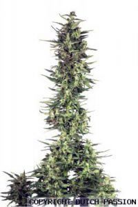 Dutch Cheese | Dutch Passion