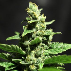 Green-O-Matic |  Greenhouse Seeds