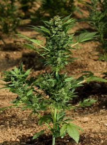 Automaria | Paradise Seeds