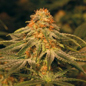 Vanilla Kush Vanilla Kush 300x300 Vanilla Kush | Barneys Farm