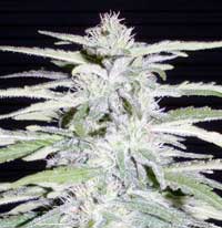 La Marihuana