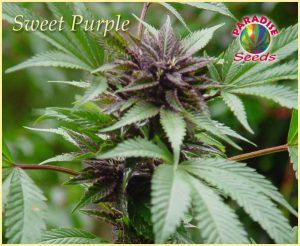 Sweet Purple | Paradise Seeds