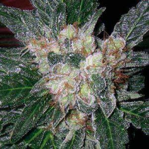 Violator Kush | Barney’s Farm