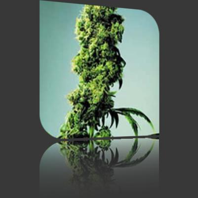 short_rider short rider Short Rider | Nirvana Seeds