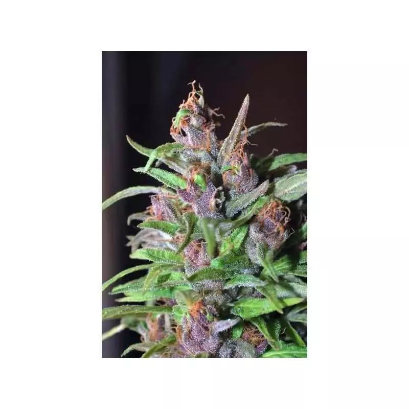 COLOMBIA MANGOBICHE