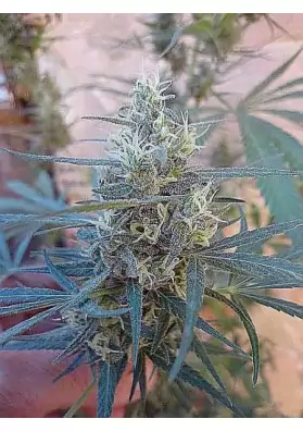 SEMILLAS CANNABIOGEN COLOMBIA MANGOBICHE REGULAR