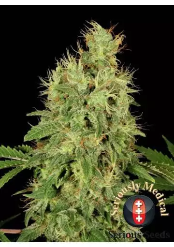 CHRONIC CBD