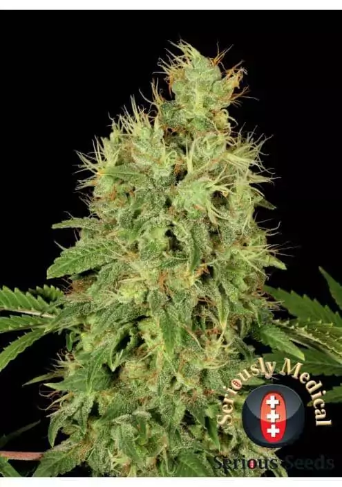 CHRONIC CBD