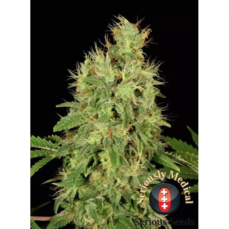 CHRONIC CBD