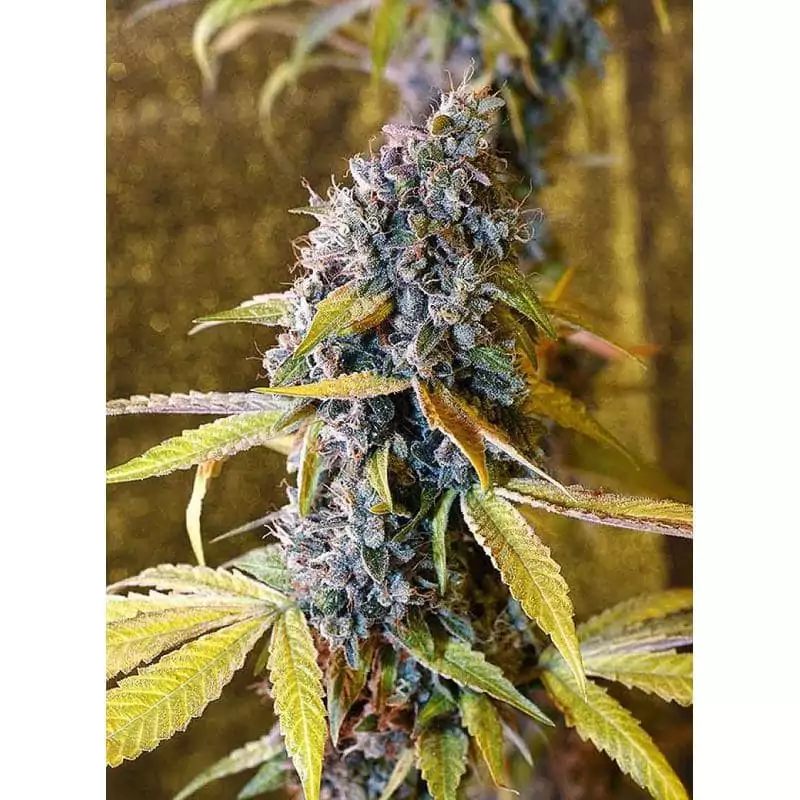 HOLY GRAIL KUSH