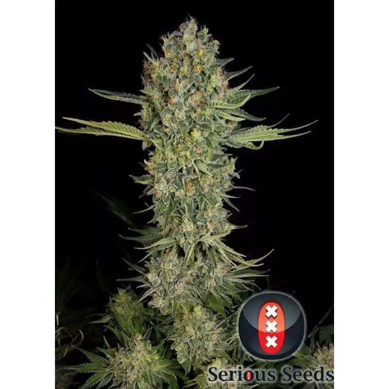 SERIOUS KUSH