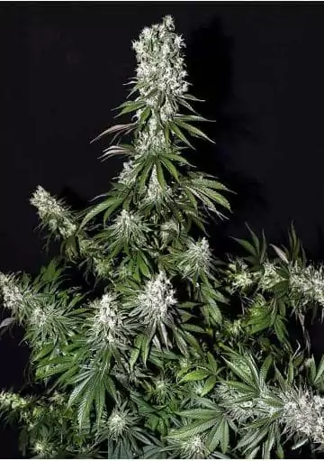WHITE STRAWBERRY SKUNK