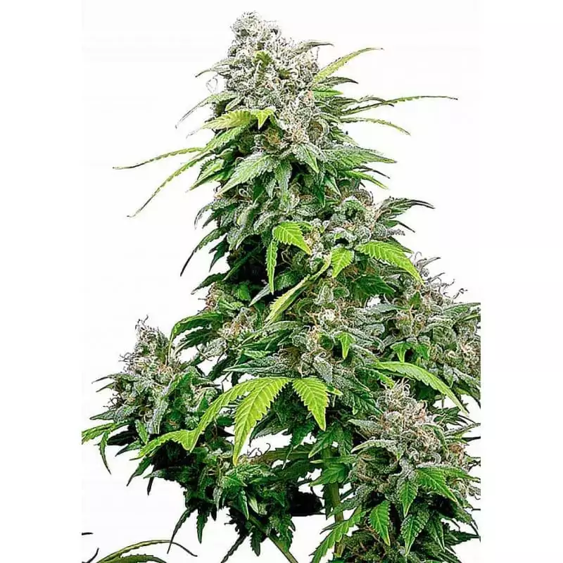 CALIFORNIA INDICA