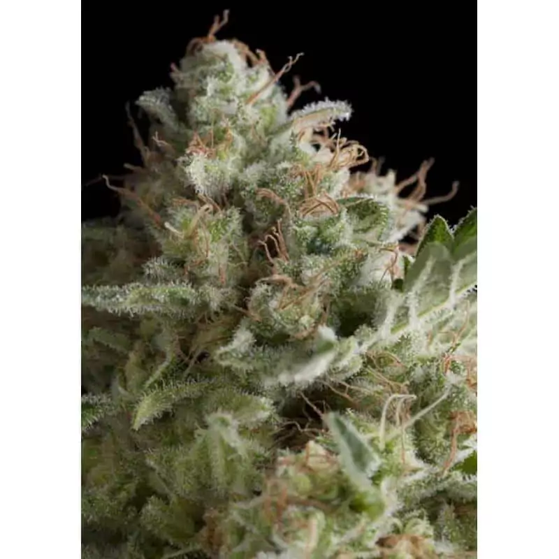AUTO AMERICAN PIE