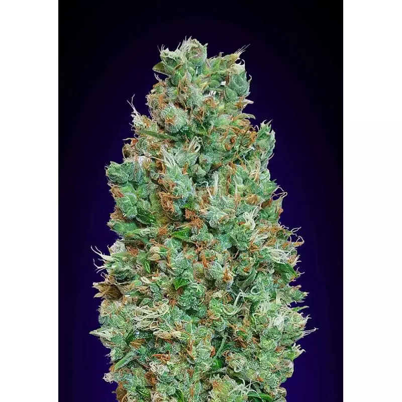 AUTO BLUEBERRY 00