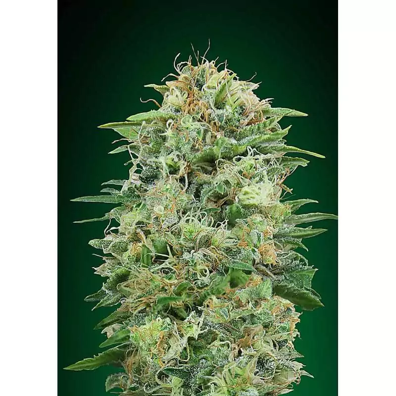 WHITE WIDOW CBD