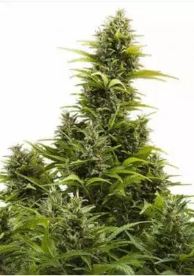 MEDIKIT AUTO CBD