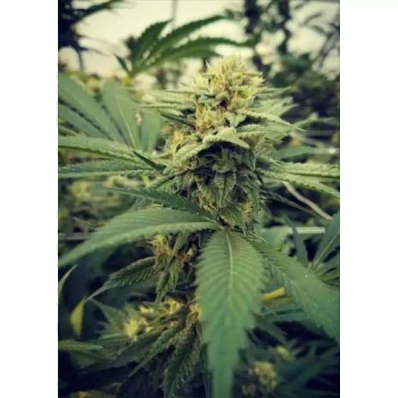 CRITICAL SOUR